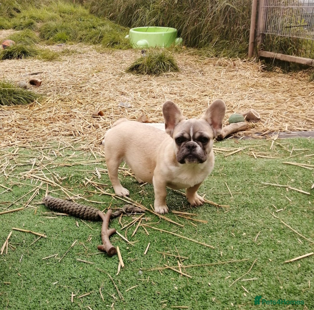 French Bulldog dogs for adoption: 💓🐶 MARGO, MISTY & MONTI💙 - Image 6