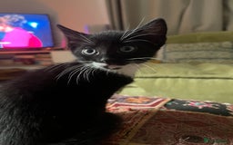 American Shorthair cats for sale: 1 little bean left from a litter of 5 - Image 6