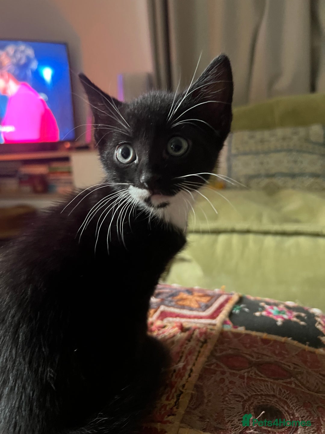 American Shorthair cats for sale: 1 little bean left from a litter of 5 - Image 6