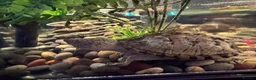 Terrapin reptiles for sale: Two razorback terrapins plus full Set up in Potters Bar - Advert 1