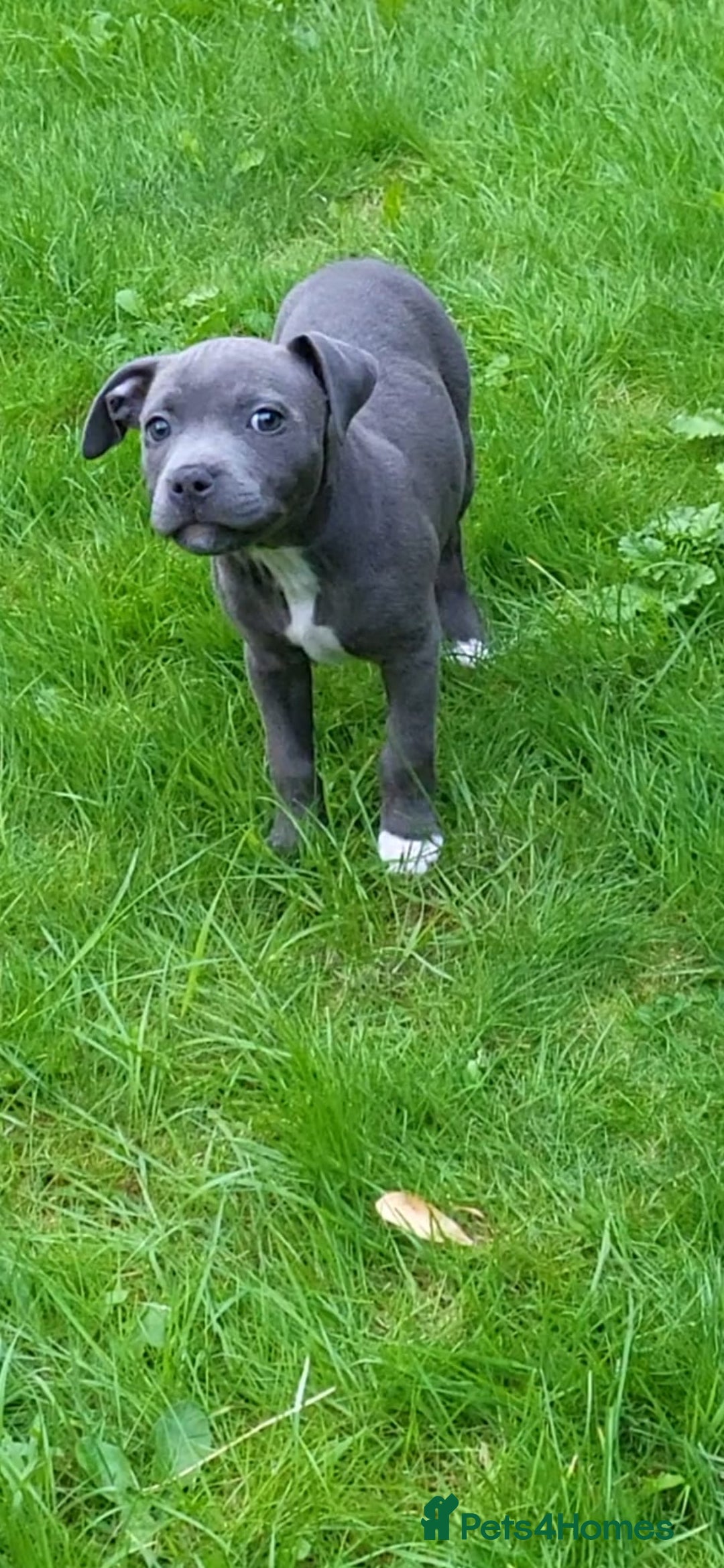 Staffordshire Bull Terrier dogs for sale: Staffordshire bull terrier  - Image 1