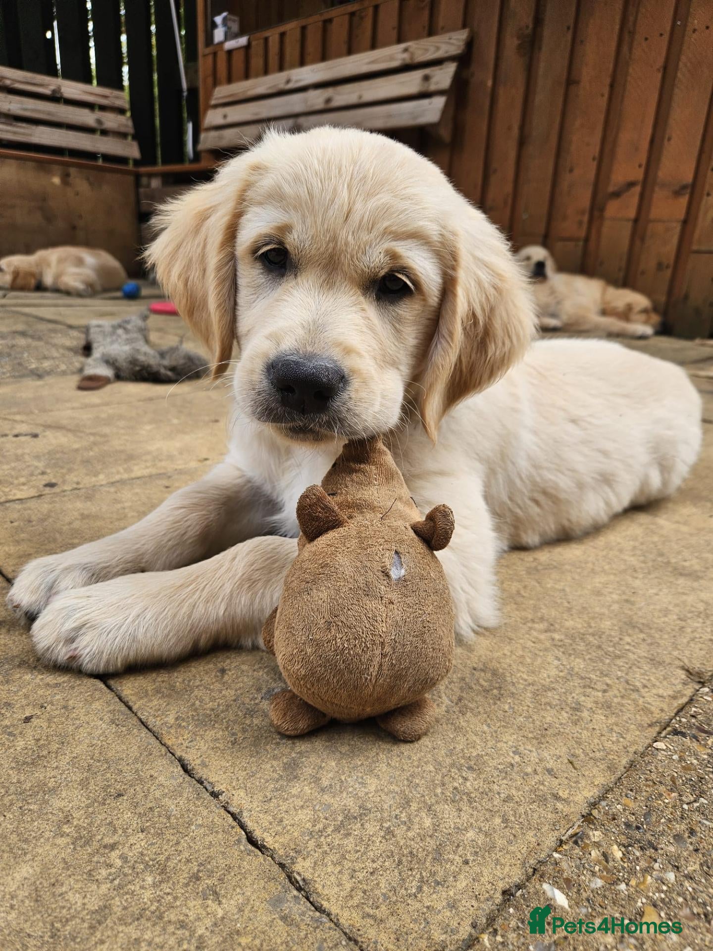 Golden Retriever dogs READY TO LEAVE Litter of Golden Retriever puppies - Advert 2
