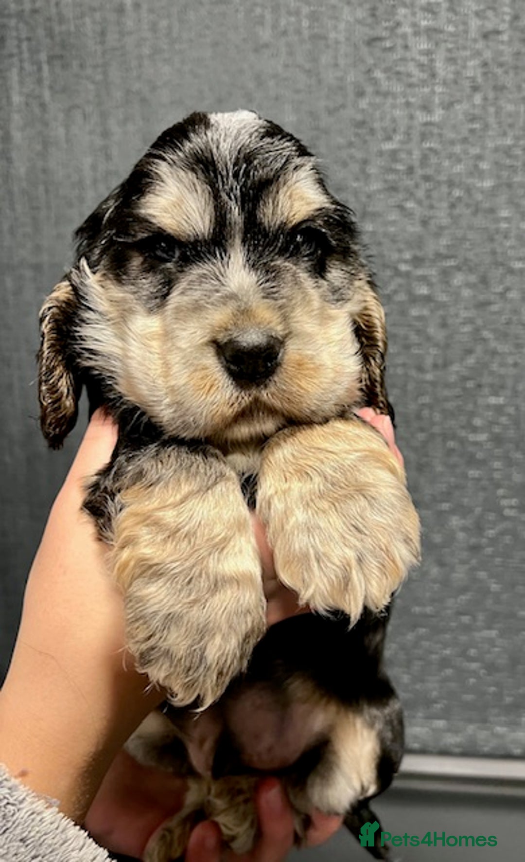 Cocker Spaniel dogs for sale: Show Cocker Spaniel puppies from DNA tested parent - Advert 9