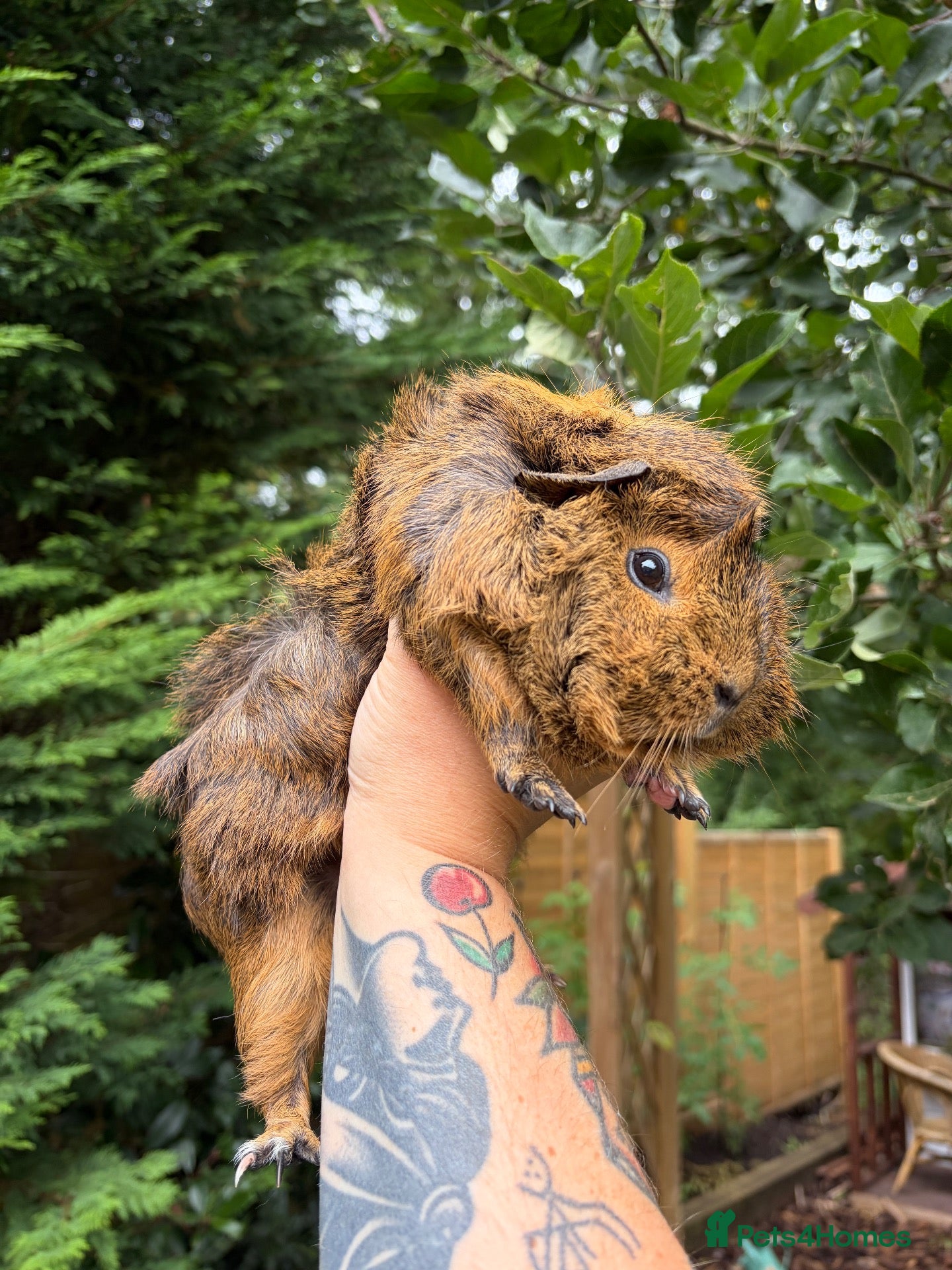 Guinea Pig rodents 2 x Female Guinea Pigs - Advert 3