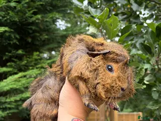 Guinea Pig rodents 2 x Female Guinea Pigs - Advert 1