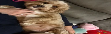 Cavapoo 2
