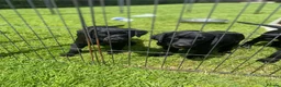 Labrador Retriever dogs for sale: 2 working black labrador puppies KC Registered  in Beaminster - Advert 4