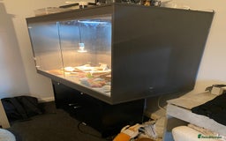 Leopard Gecko reptiles for sale: Leopard Gecko and Vivarium. - Image 14