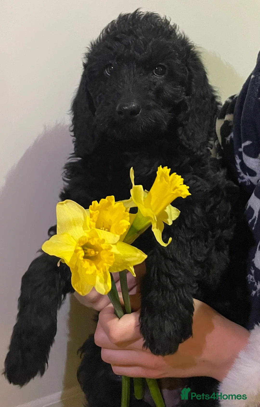 Labradoodle dogs for sale: Mini F1b labradoodles-available THIS WEEK  - Advert 2