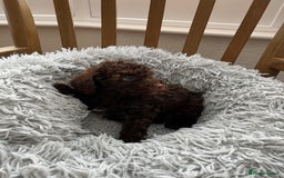 Toy Poodle dogs for sale: Toy Poodle Puppies  - Image 9