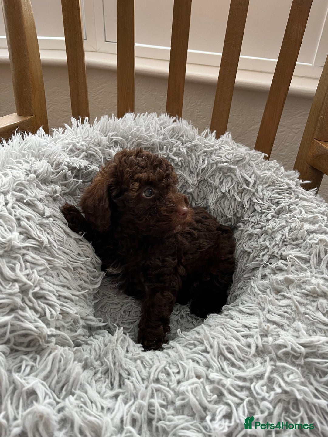 Toy Poodle dogs for sale: Toy Poodle Puppies  - Image 9