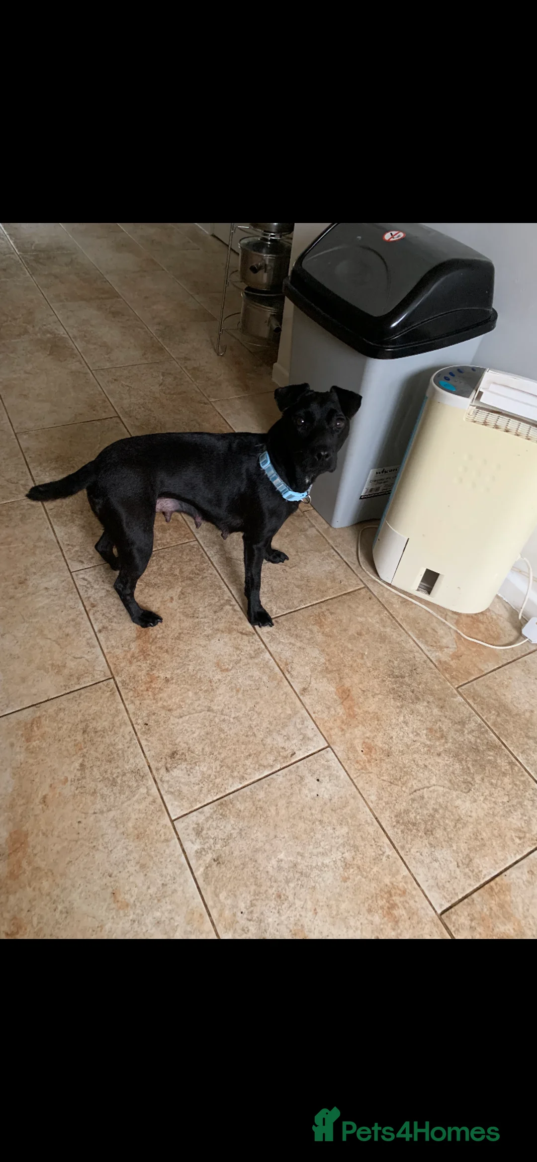 Patterdale Terrier dogs for sale: Female Patterdale puppy for sale last one  - Advert 5
