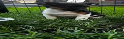 Jack Russell dogs for sale: Jack russel puppies - Advert 4