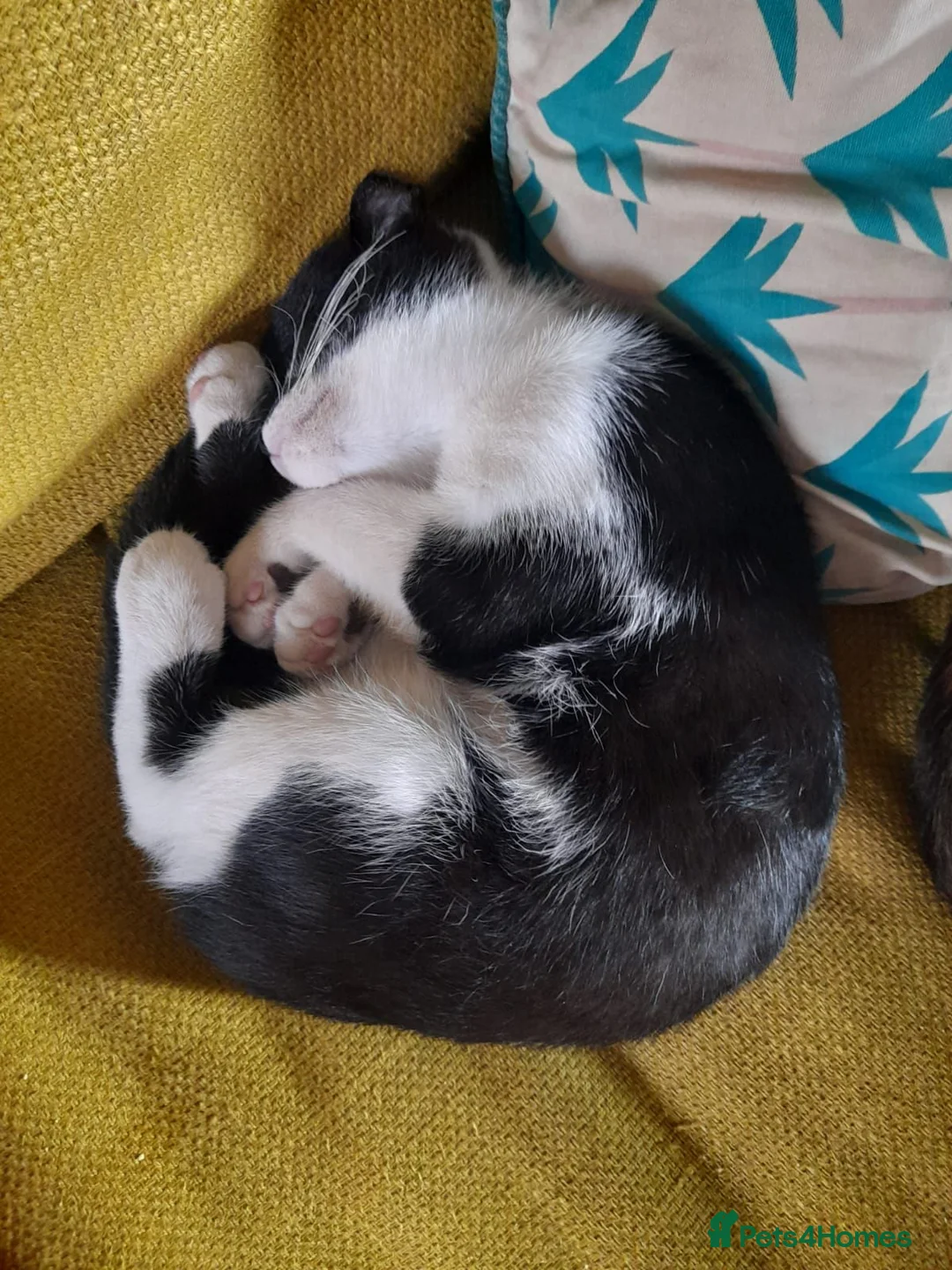 Mixed Breed cats for sale: Very Affectionate Male Kitten - FREE/adoption - Advert 4