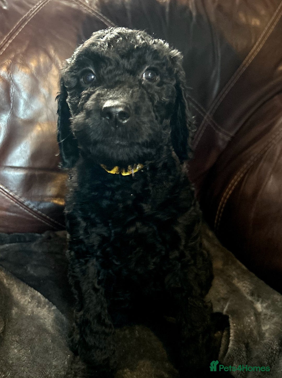 Labradoodle dogs for sale: stunning F2 labradoodle puppies... Available now - Advert 7