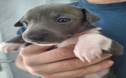 Italian Greyhound dogs for sale: Classic Italian greyhound babies  - Image 7