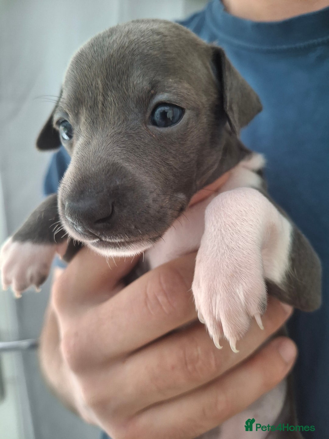 Italian Greyhound dogs for sale: Classic Italian greyhound babies  - Image 7