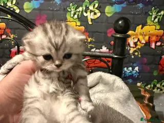 Persian cats Persian silver chinchilla - Advert 2