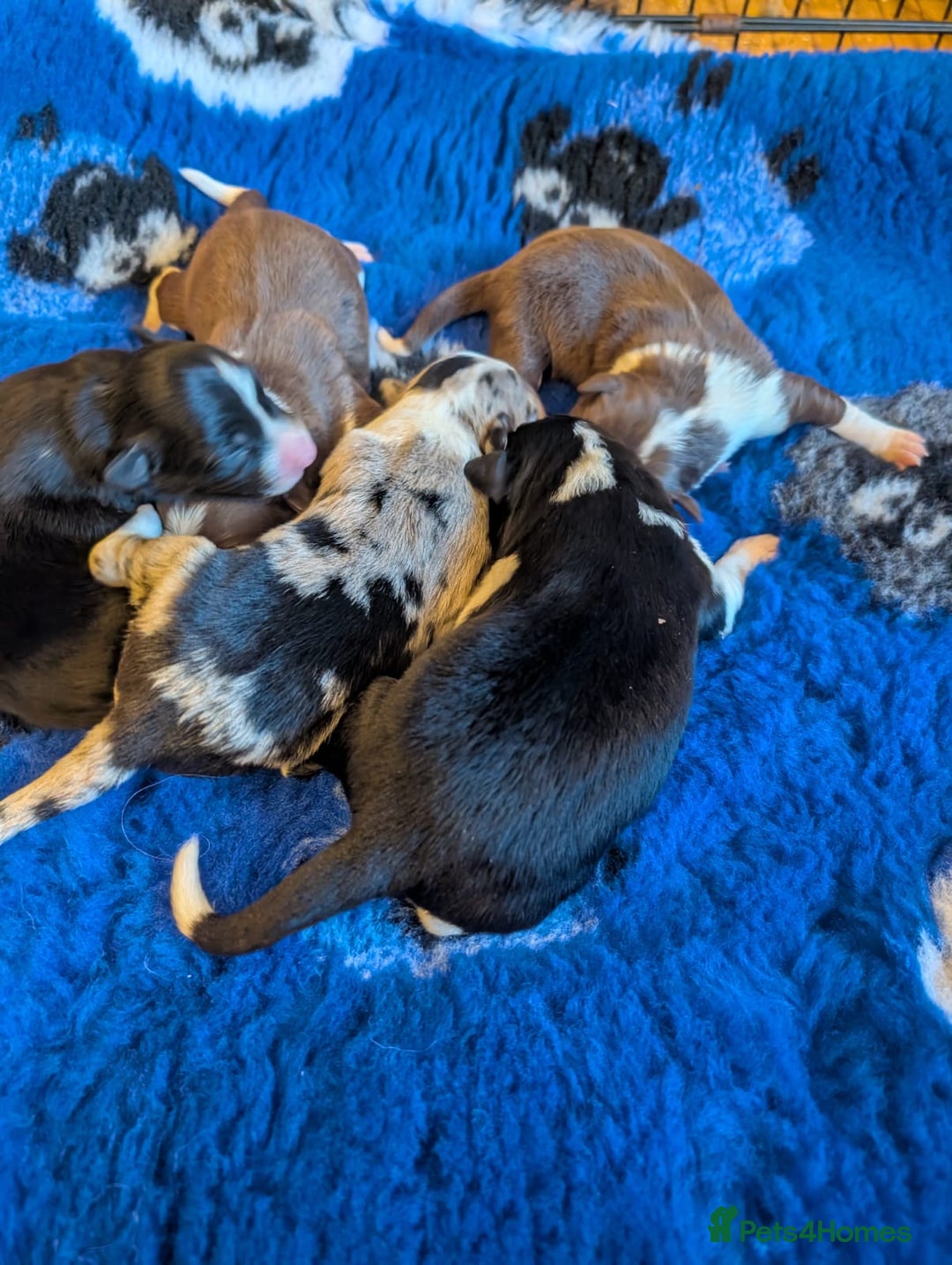Border Collie dogs for sale: Border collie puppies, merl/black white - Image 6