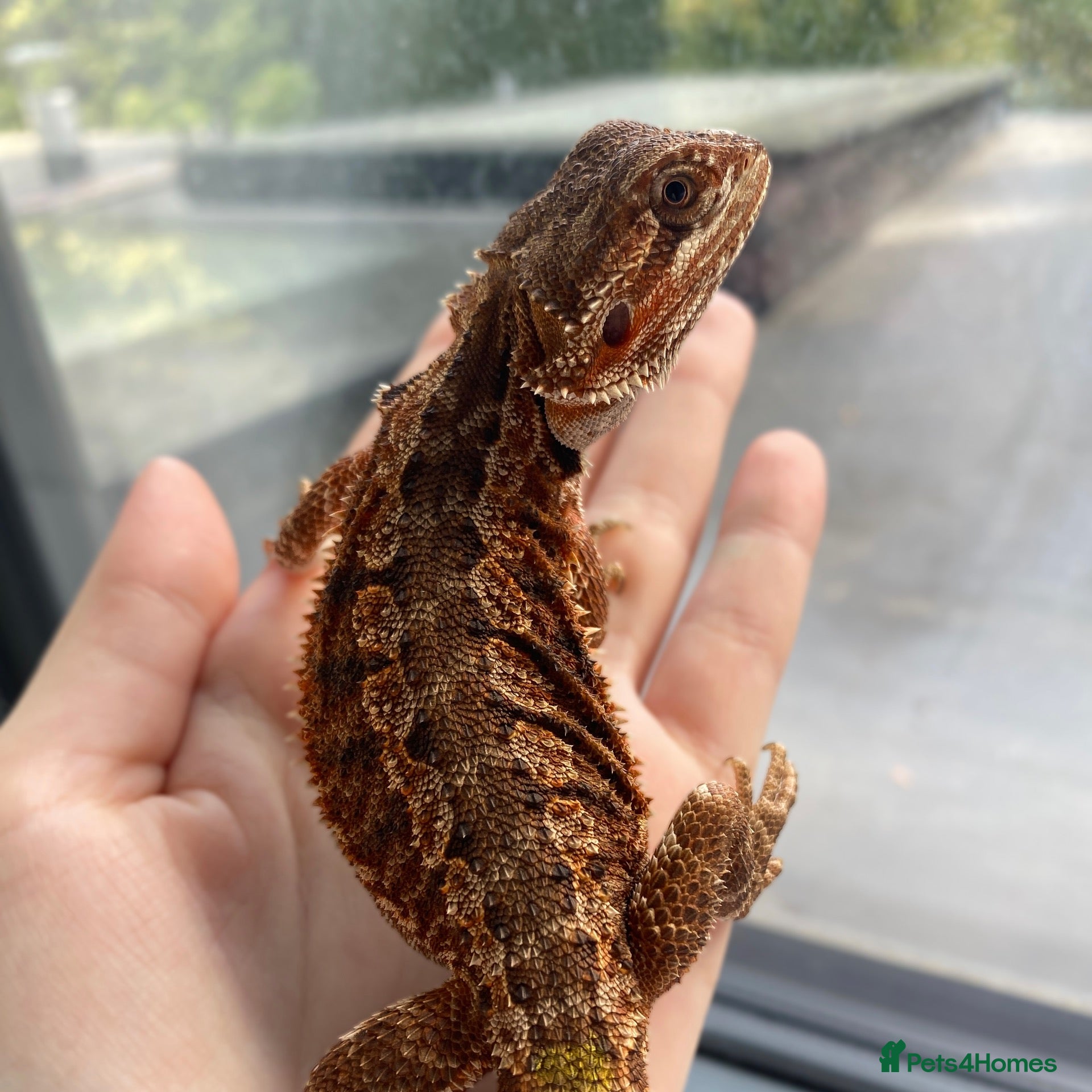 Bearded Dragon reptiles Baby dragons 4 months old  - Advert 1
