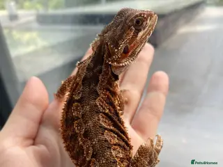 Bearded Dragon reptiles Baby dragons 4 months old - Advert 1