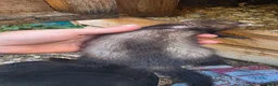 Ferret rodents for sale: Ferret kits for sale  - Advert 9