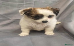 Jack Russell dogs for sale: Boy jack russell pups for sale - Image 11