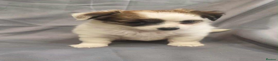 Jack Russell Puppy 2