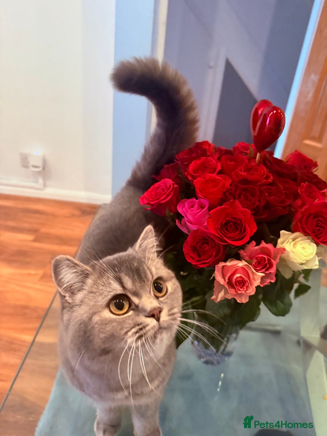 British Shorthair cats for sale: Female British Shorthair  - Image 2