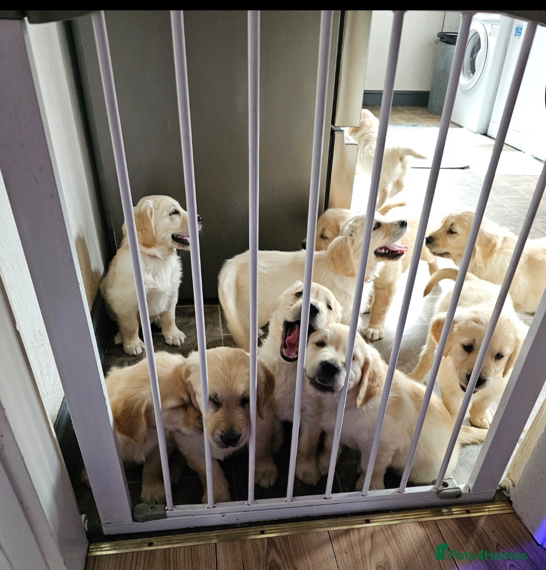 Golden Retriever dogs for sale: Ready to leave KC registered golden retriever - Image 16