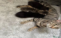 Mixed Breed cats for sale: Super cute fun kittens - Image 10