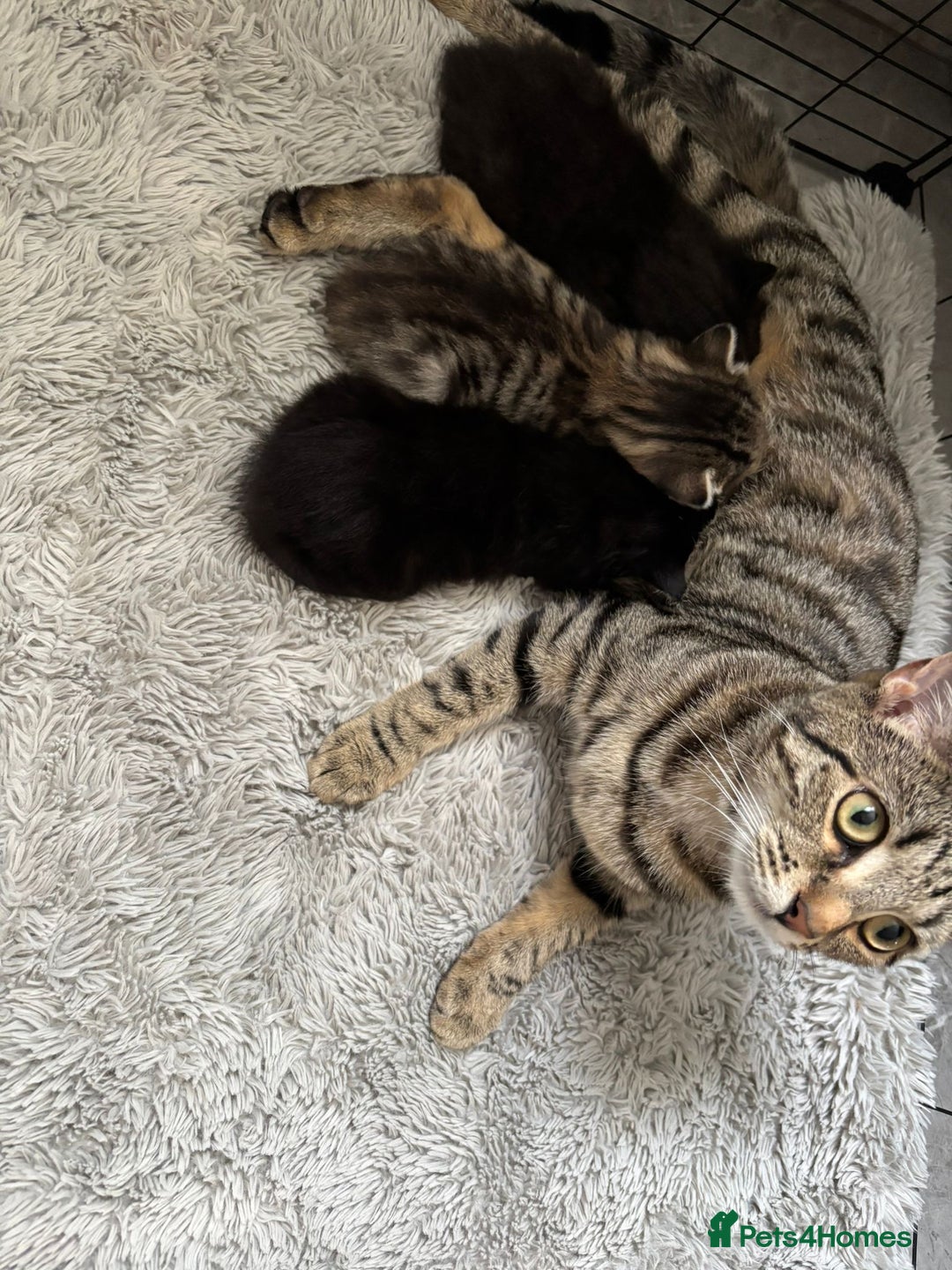 Mixed Breed cats for sale: Super cute fun kittens - Image 10