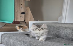 Persian cats for sale: 5 long haired kittens for sale - Image 8