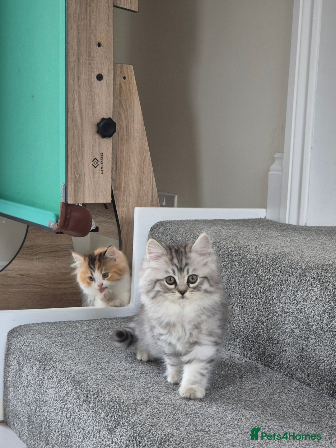 Persian cats for sale: 5 long haired kittens for sale - Image 8