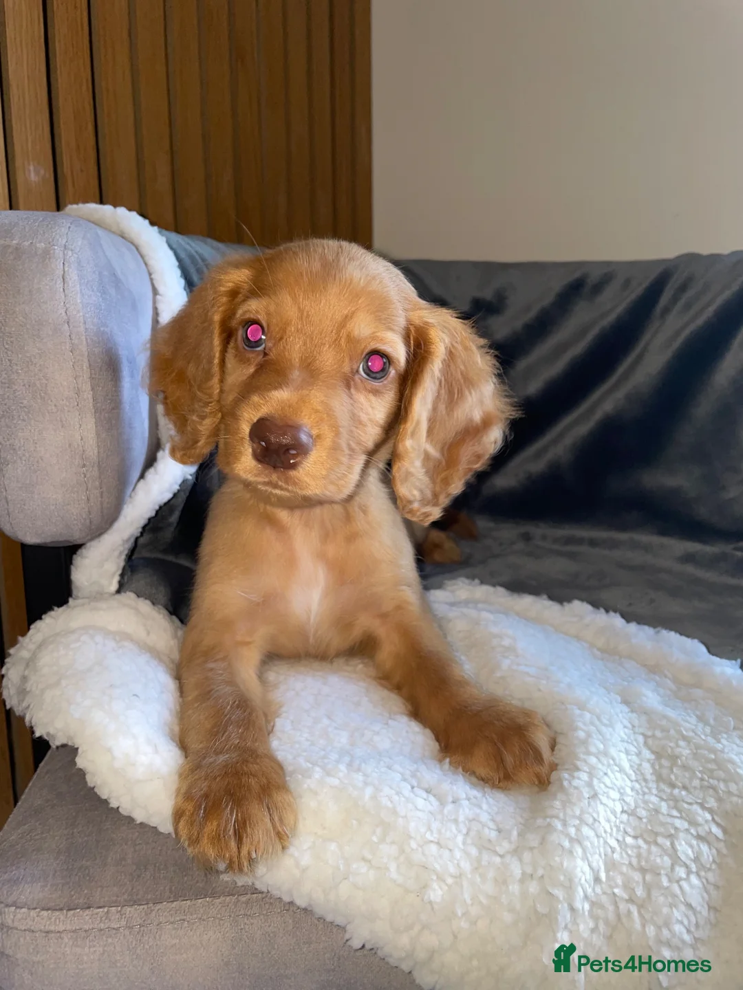 Cocker Spaniel dogs for sale: KC reg Working cockers - Outstanding pedigree - Advert 1
