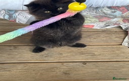 Mixed Breed cats for sale: Ready for forever homes NOW - Image 4