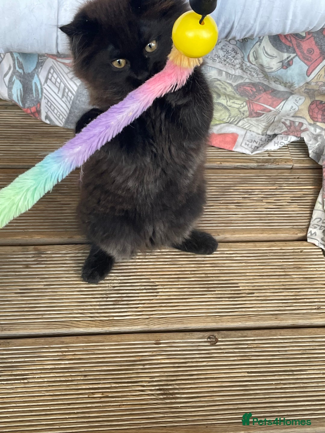 Mixed Breed cats for sale: Ready for forever homes NOW - Image 4
