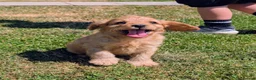 Cavapoo dogs for sale: 🌟 F1 Cavapoo Puppies –  Health Tested Parents - Advert 8