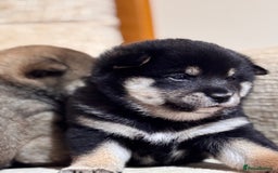 Japanese Shiba Inu dogs for sale: Champion blood Health tested Japanese Shiba Inu  - Image 2