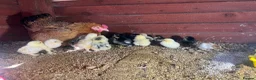 Chickens poultry for sale: Bantam mum with 15 Pekin bantam chicks for sale - Advert 1