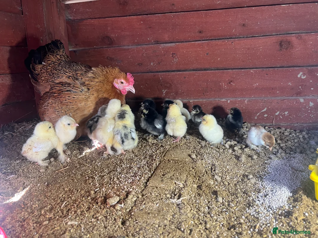 Chickens poultry for sale: Bantam mum with 15 Pekin bantam chicks for sale - Advert 1