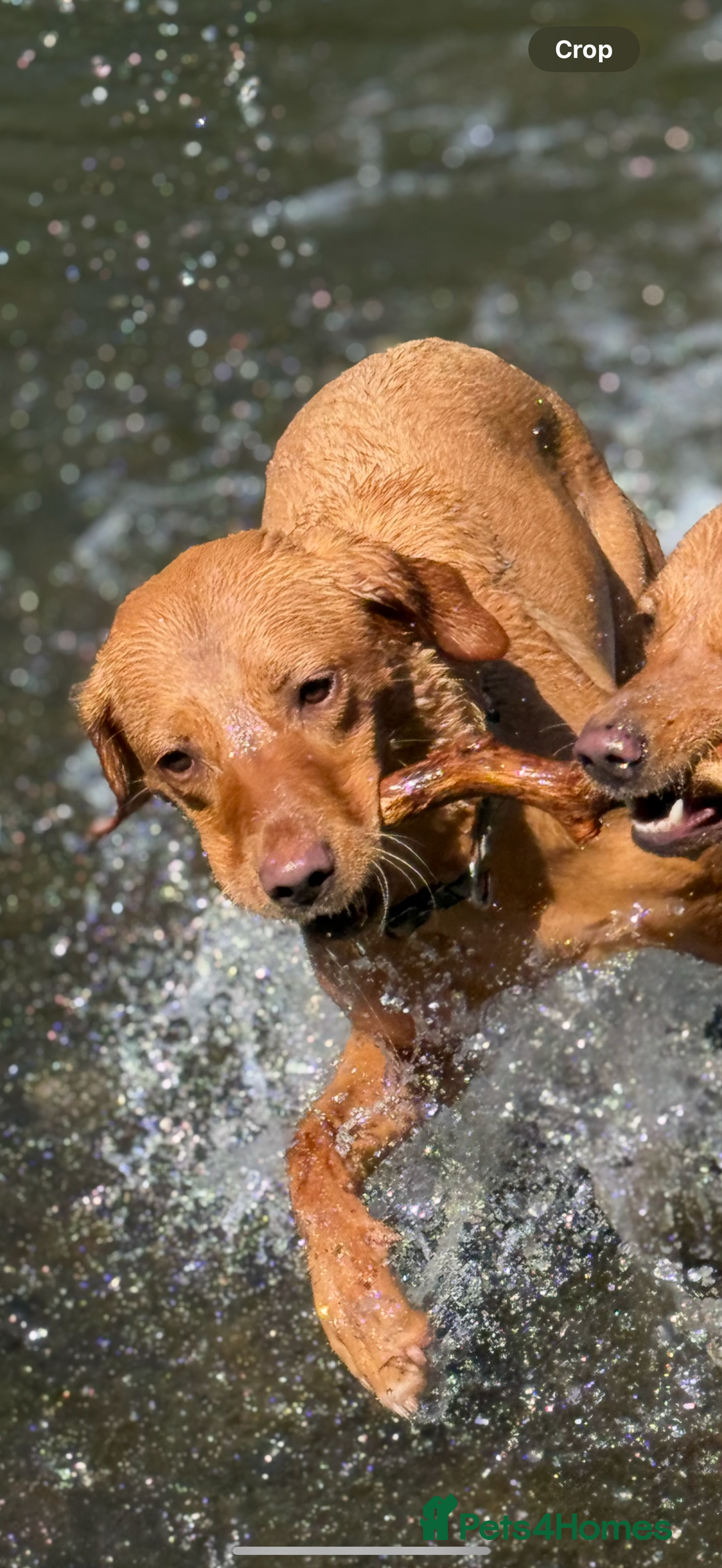 Labrador Retriever dogs for sale: KC Red fox Labrador retrievers  - Image 3