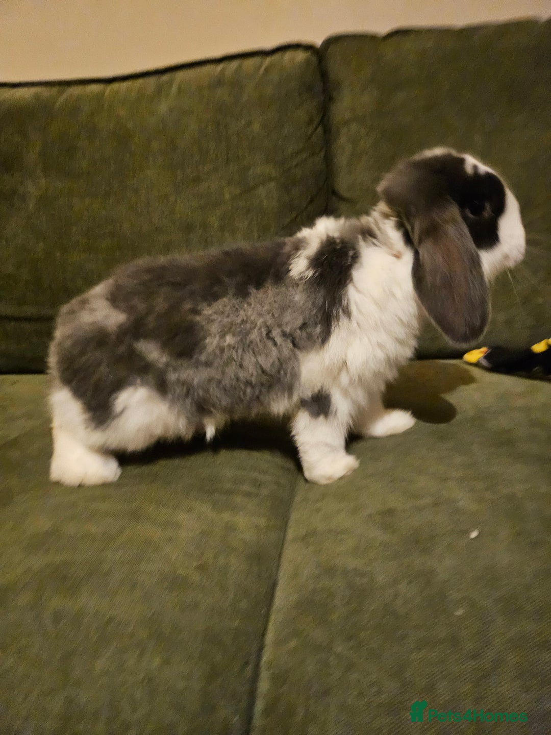 Dwarf Lop rabbits for sale: Gandalf the Lop - Advert 2