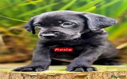 Labrador Retriever dogs for sale: *Beautiful KC, Dna clear labrador retriever pups* - Advert 6