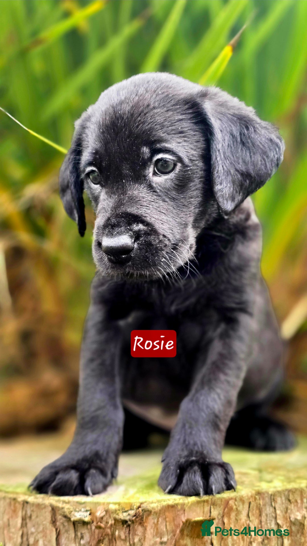 Labrador Retriever dogs for sale: *Beautiful KC, Dna clear labrador retriever pups* - Advert 6