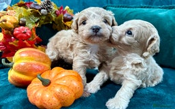Maltipoo dogs for sale: F1 Beautiful Maltipool Puppies - Advert 17