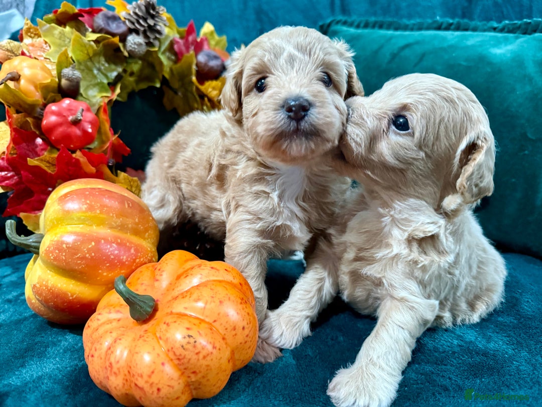 Maltipoo dogs for sale: F1 Beautiful Maltipool Puppies - Advert 17
