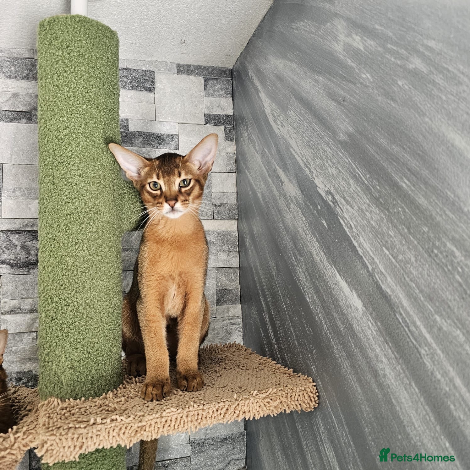 Abyssinian cats Ready to go abby boy! - Advert 1
