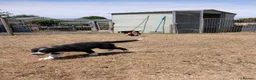 Border Collie dogs for sale: Long coated border collie puppies - Advert 18