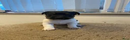 Jack Russell dogs for sale: Jack Russell Pups. - Advert 13